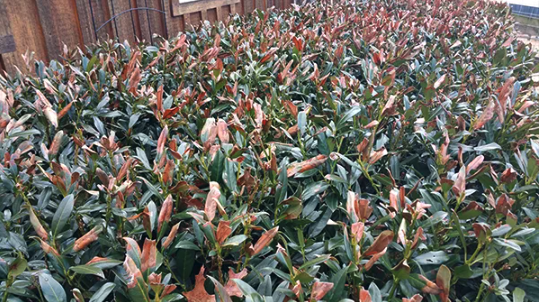 Browning Evergreens